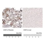 Merck Monoclonal Anti-CHAT antibody produced in mouse
