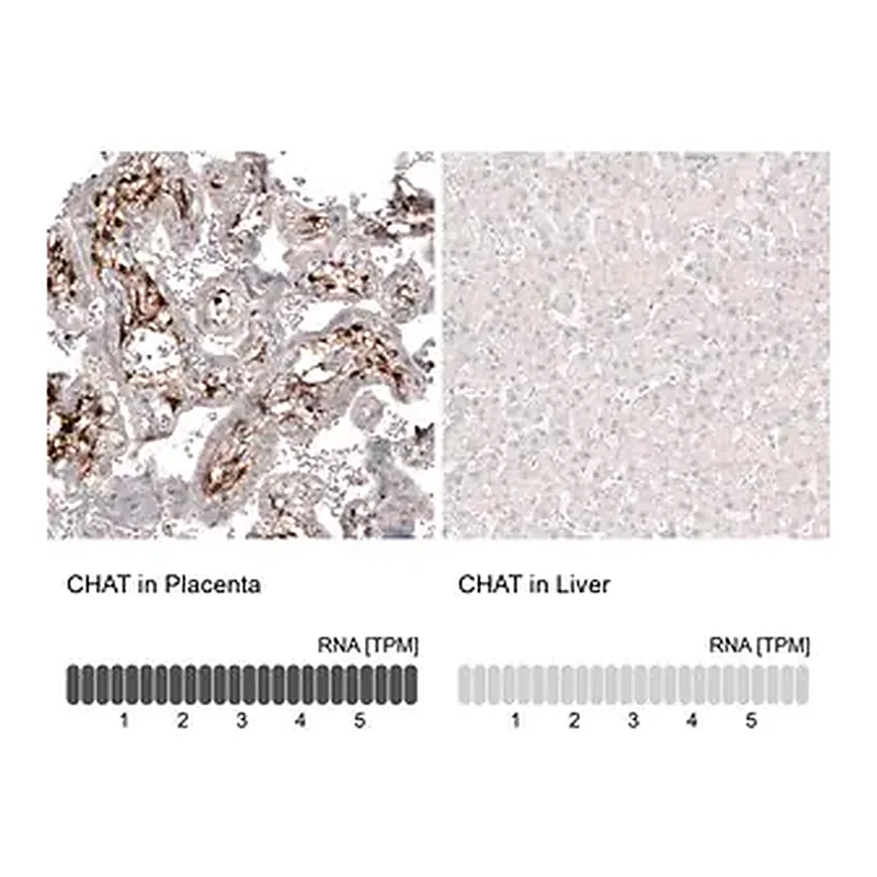Merck Monoclonal Anti-CHAT antibody produced in mouse