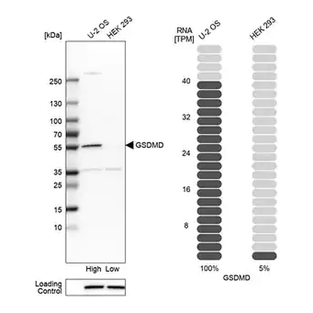 Merck Anti-GSDMD antibody produced in rabbit
