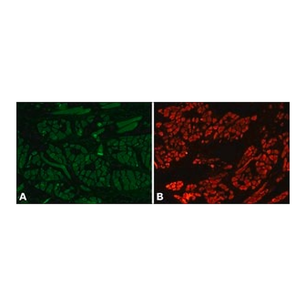 Merck Anti-Myosin (Skeletal, Fast) antibody, Mouse monoclonal