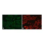 Merck Anti-Myosin (Skeletal, Fast) antibody, Mouse monoclonal