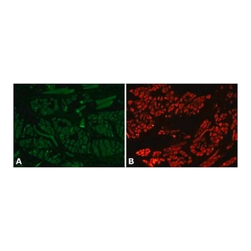 Merck Anti-Myosin (Skeletal, Fast) antibody, Mouse monoclonal