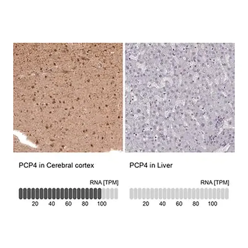 Merck Anti-PCP4 antibody produced in rabbit