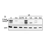 Merck Anti-Actin, N-terminal antibody produced in rabbit