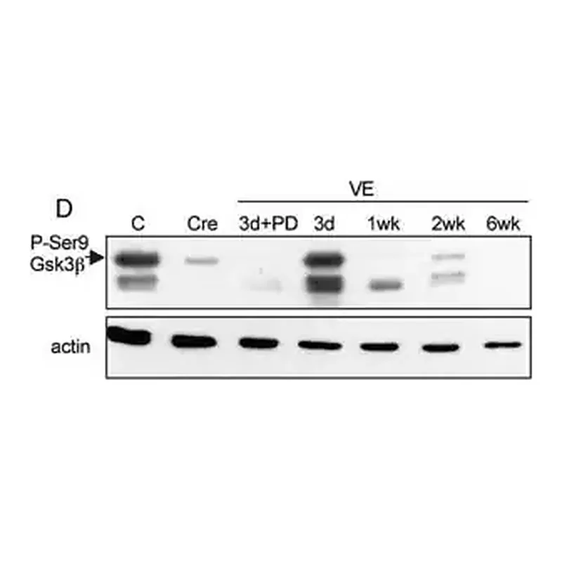 Merck Anti-Actin, N-terminal antibody produced in rabbit