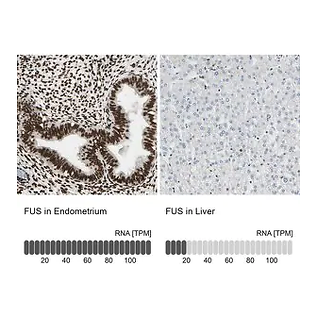 Merck Anti-FUS antibody produced in rabbit