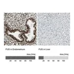 Merck Anti-FUS antibody produced in rabbit