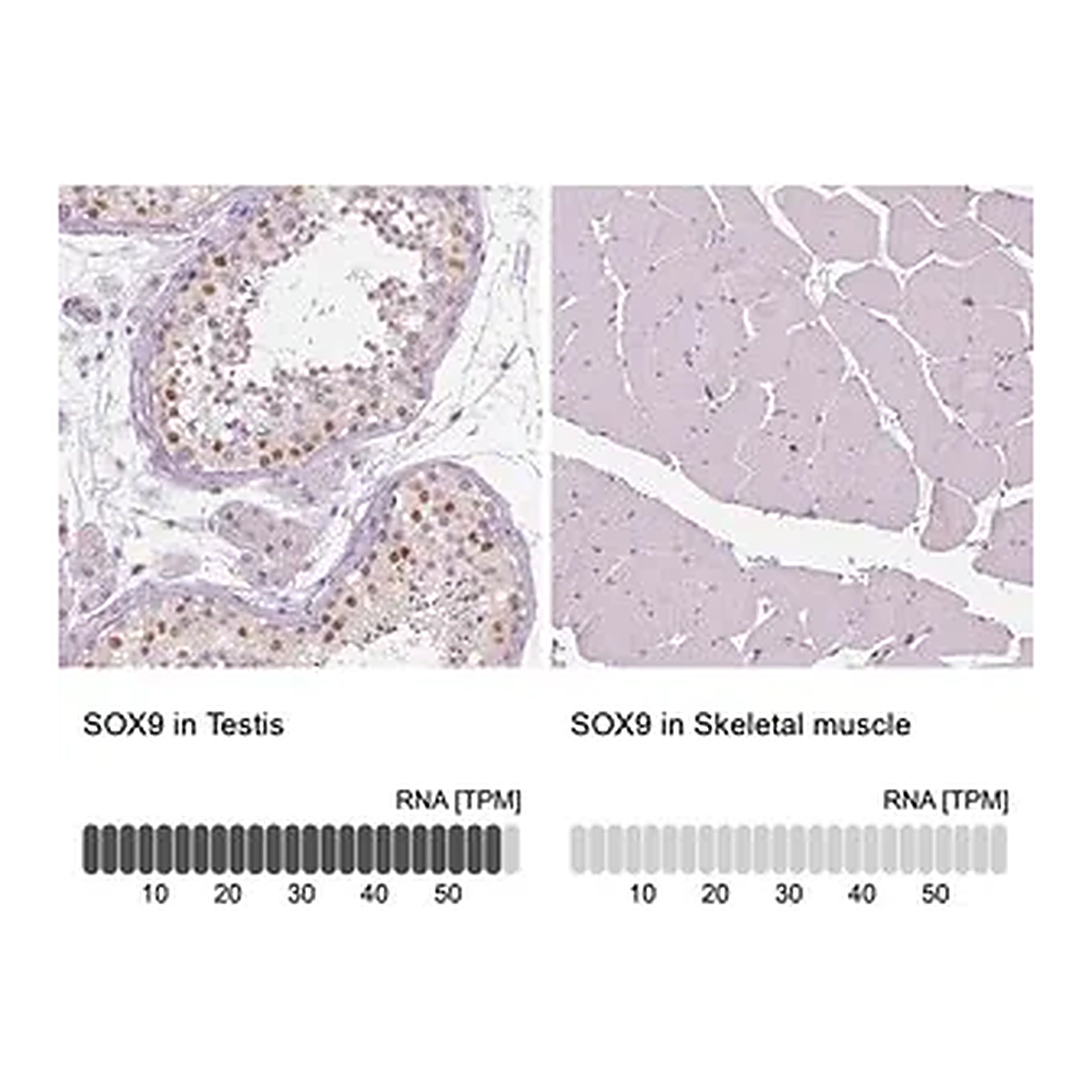 Merck Anti-SOX9 antibody produced in rabbit