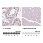 Merck Anti-SOX9 antibody produced in rabbit