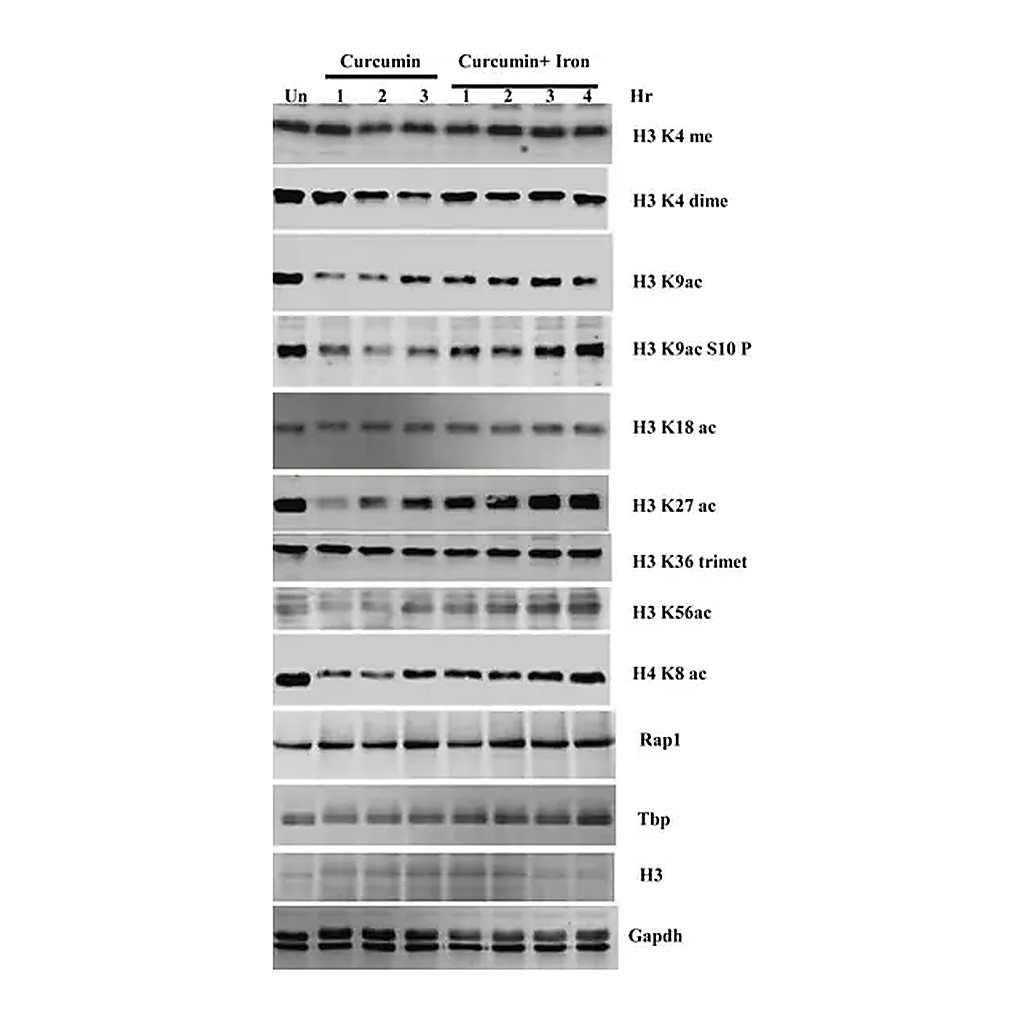 Merck Anti-Histone H3 antibody produced in rabbit