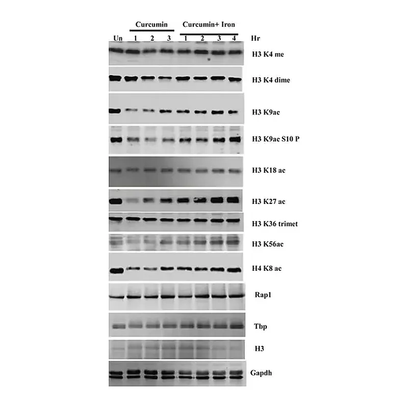 Merck Anti-Histone H3 antibody produced in rabbit