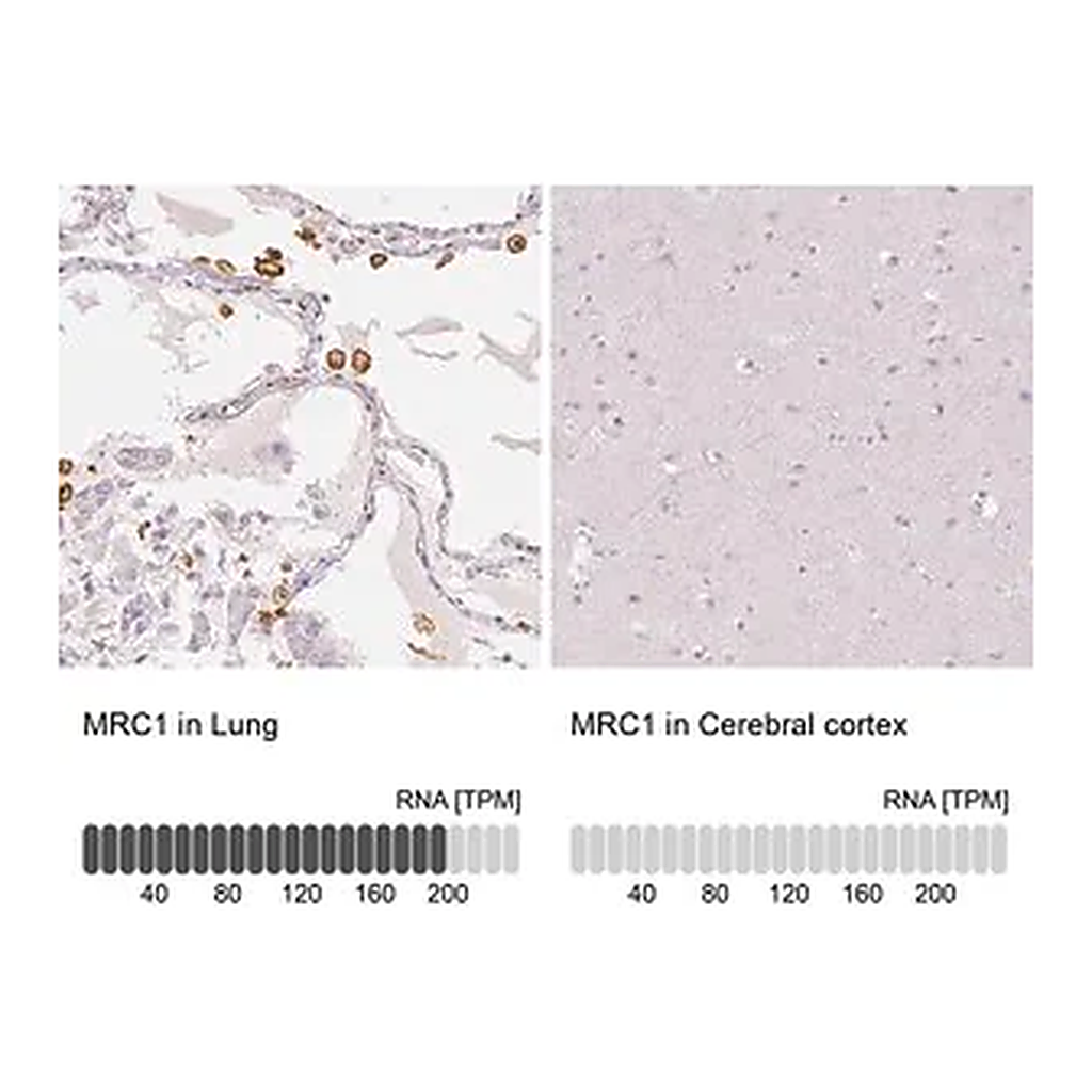 Merck Anti-MRC1 antibody produced in rabbit