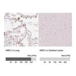 Merck Anti-MRC1 antibody produced in rabbit
