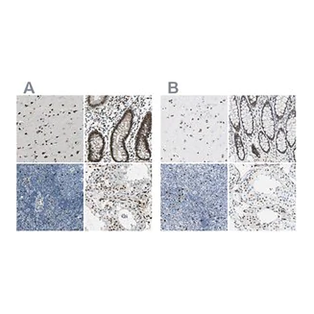 Merck Anti-NFIA antibody produced in rabbit