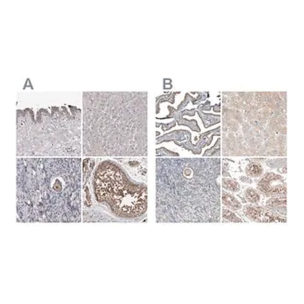 Merck Anti-PCM1 antibody produced in rabbit