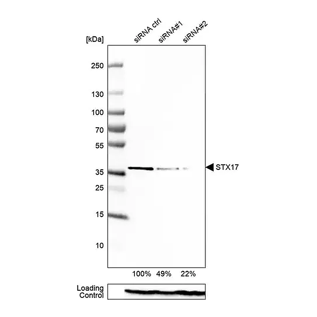 Merck Anti-STX17 antibody produced in rabbit