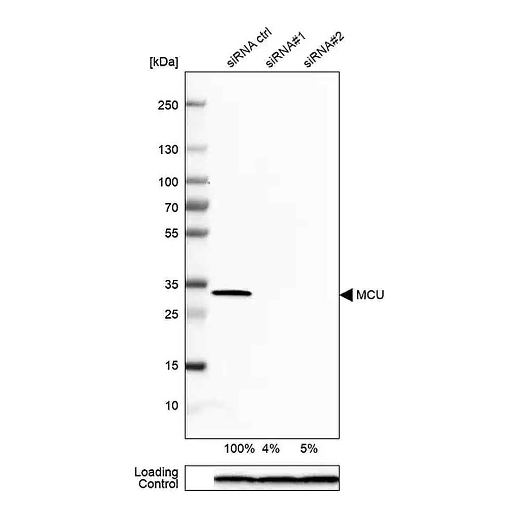 Merck Anti-MCU antibody produced in rabbit