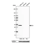 Merck Anti-MCU antibody produced in rabbit