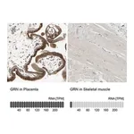 Merck Anti-GRN antibody produced in rabbit