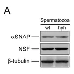 Merck Monoclonal Anti-β-Tubulin antibody produced in mouse