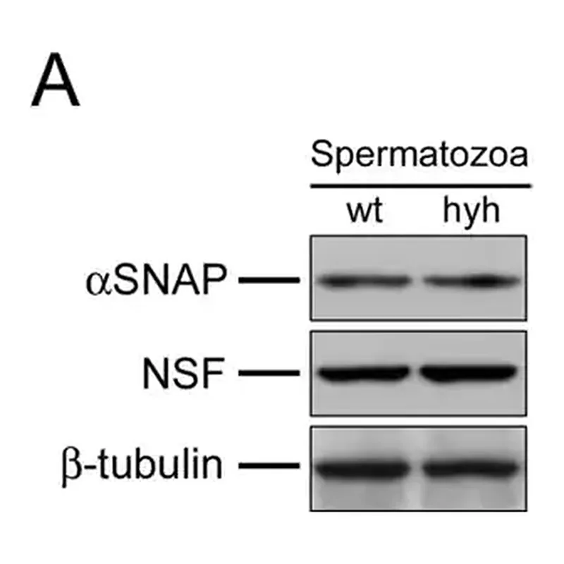 Merck Monoclonal Anti-β-Tubulin antibody produced in mouse
