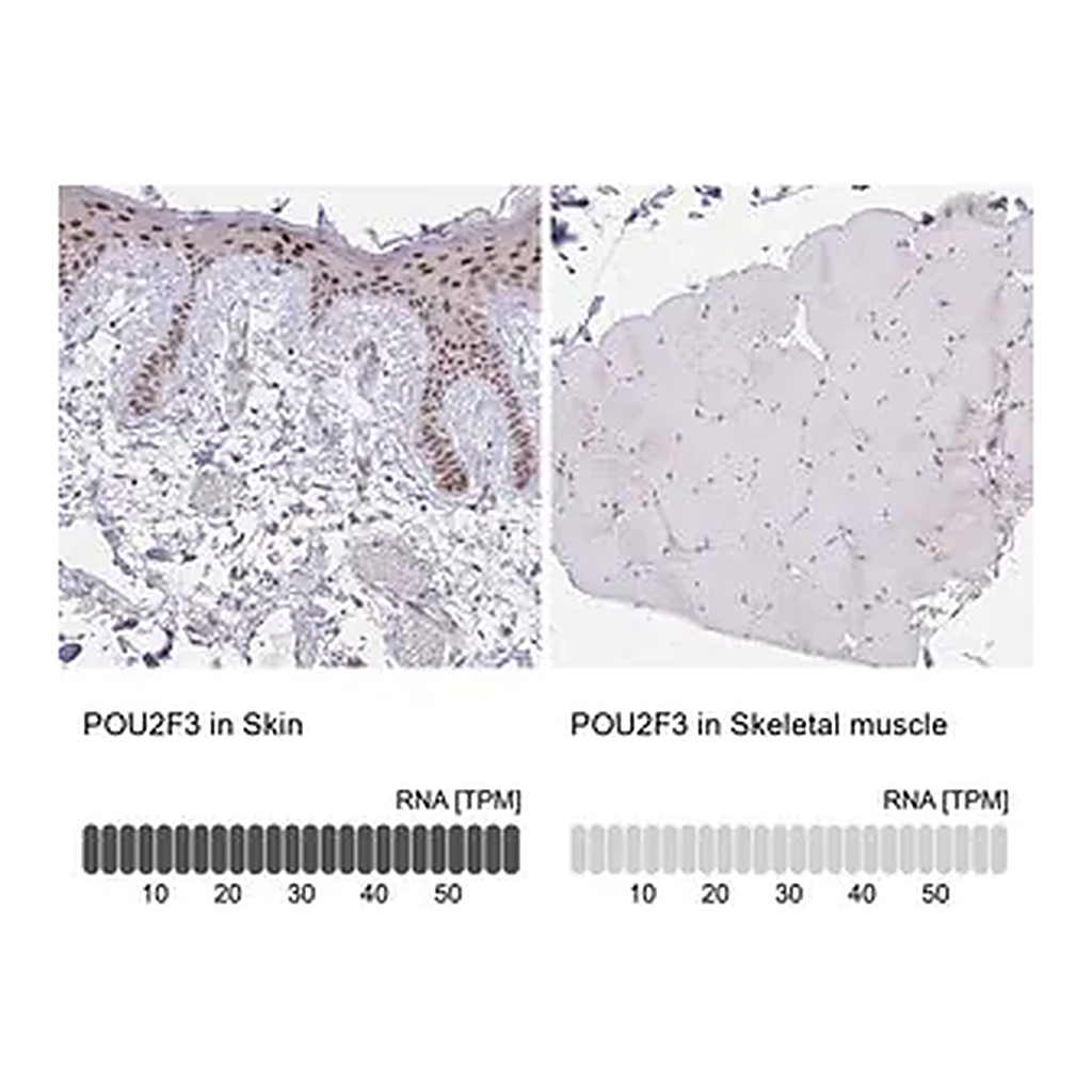Merck Anti-POU2F3 antibody produced in rabbit