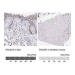 Merck Anti-POU2F3 antibody produced in rabbit