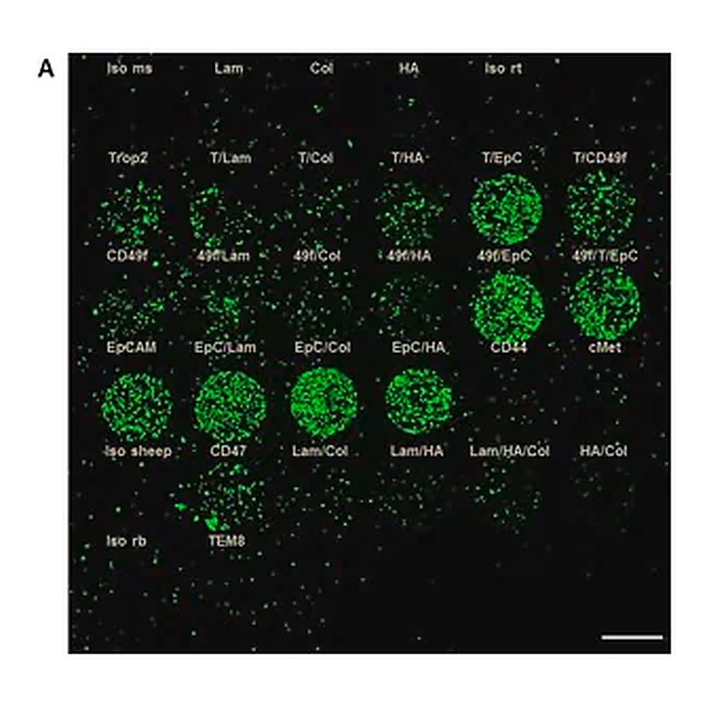 Merck Anti-CD44 antibody produced in rabbit