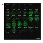 Merck Anti-CD44 antibody produced in rabbit