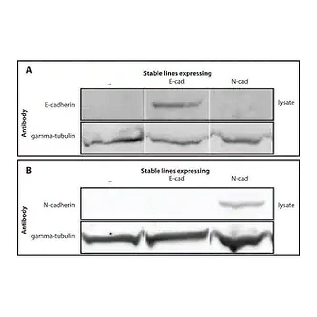 Merck Anti-γ-Tubulin antibody produced in rabbit