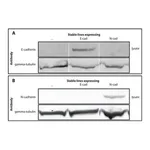 Merck Anti-γ-Tubulin antibody produced in rabbit