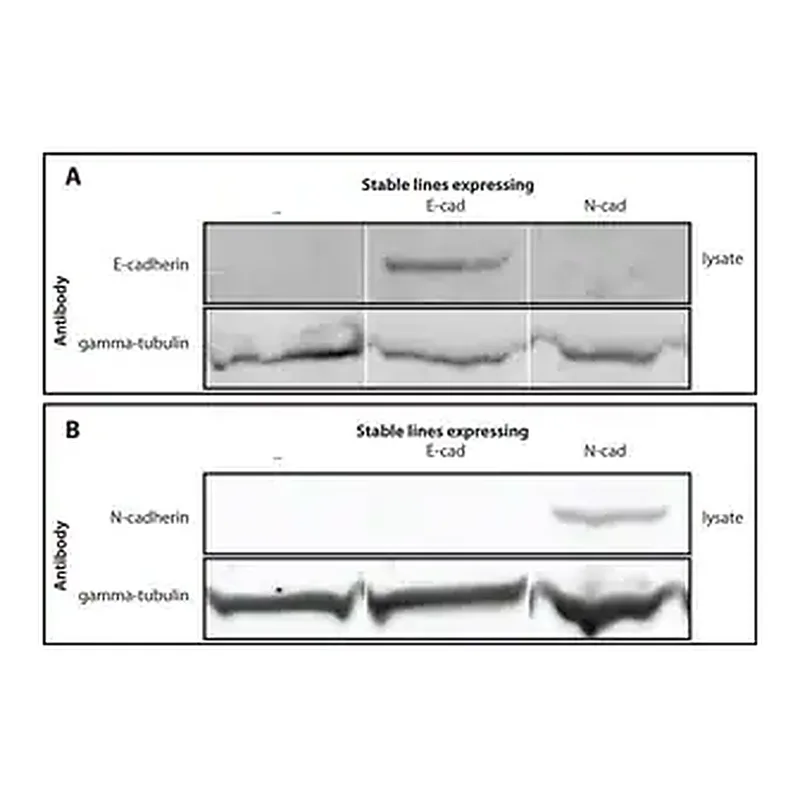 Merck Anti-γ-Tubulin antibody produced in rabbit