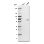 Merck Anti-USP30 antibody produced in rabbit