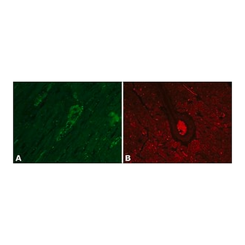 Merck Anti-Vinculin antibody produced in rabbit