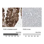 Merck Anti-FLNC antibody produced in rabbit