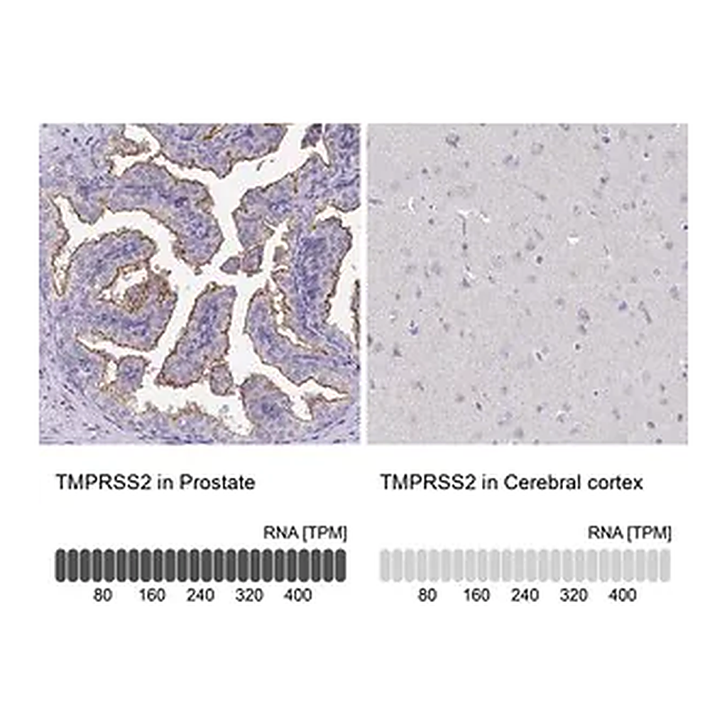 Merck Anti-TMPRSS2 antibody produced in rabbit