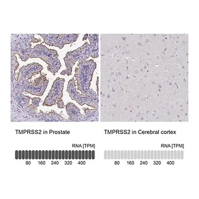 Merck Anti-TMPRSS2 antibody produced in rabbit