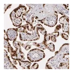 Merck Anti-ATF3 antibody produced in rabbit