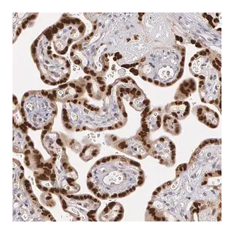 Merck Anti-ATF3 antibody produced in rabbit
