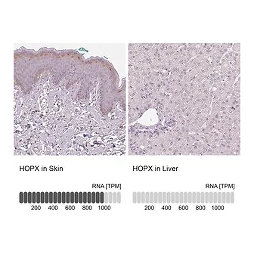 Merck Anti-HOPX antibody produced in rabbit