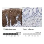 Merck Anti-TRIM29 antibody produced in rabbit