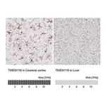 Merck Monoclonal Anti-TMEM119 antibody produced in mouse