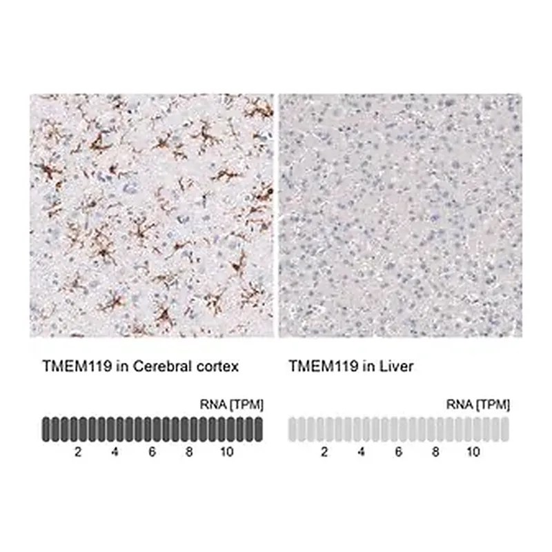 Merck Monoclonal Anti-TMEM119 antibody produced in mouse