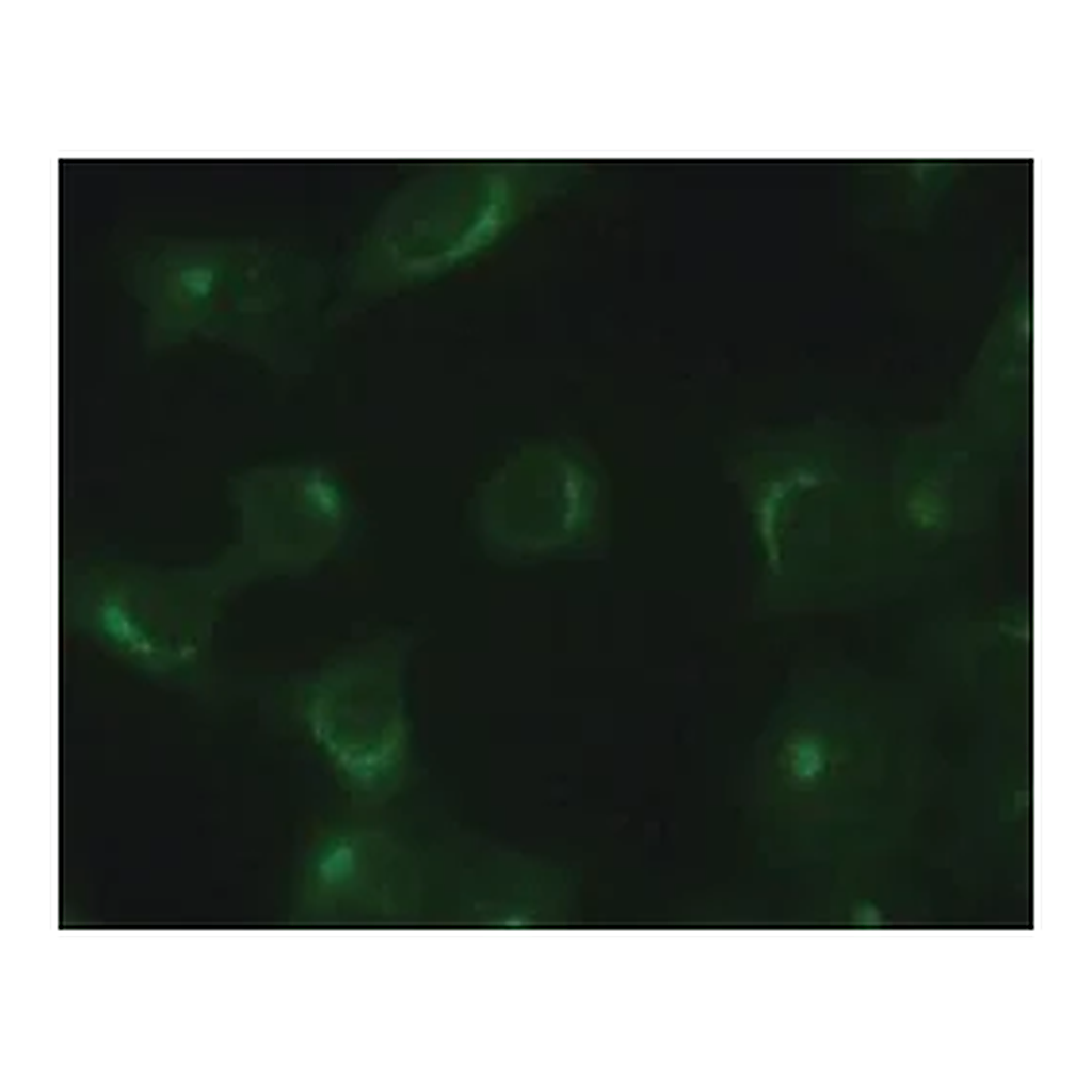 Merck Anti-TGN46 antibody produced in rabbit