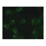 Merck Anti-TGN46 antibody produced in rabbit