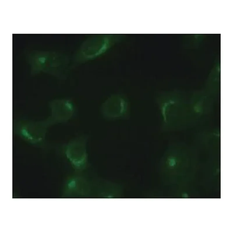 Merck Anti-TGN46 antibody produced in rabbit