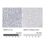 Merck Anti-ABCB11 antibody produced in rabbit