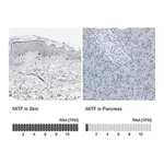 Merck Anti-MITF antibody produced in rabbit