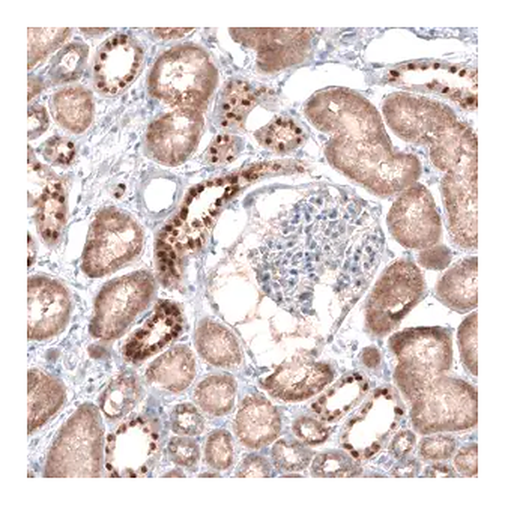 Merck Anti-EMX1 antibody produced in rabbit