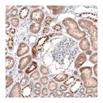Merck Anti-EMX1 antibody produced in rabbit